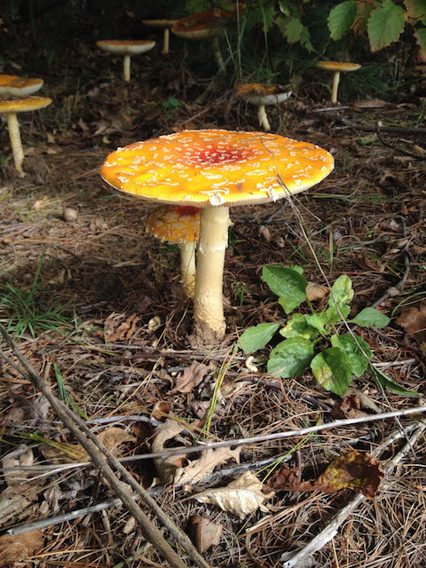 Amanita muscaria