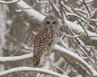 Barred Owl