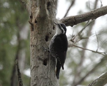 Black-backed Woodpecker