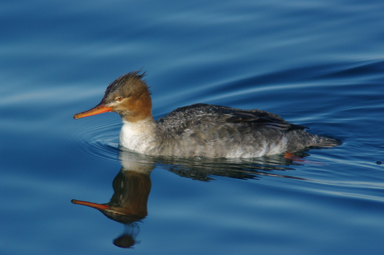  - BC_Common_Merganser_female