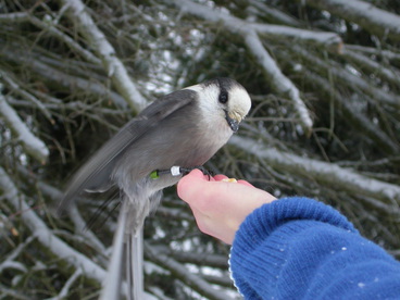 Canada Jay