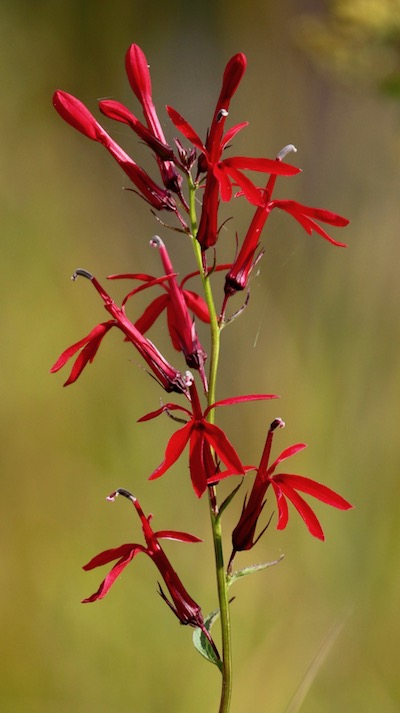 Cardinal Flower