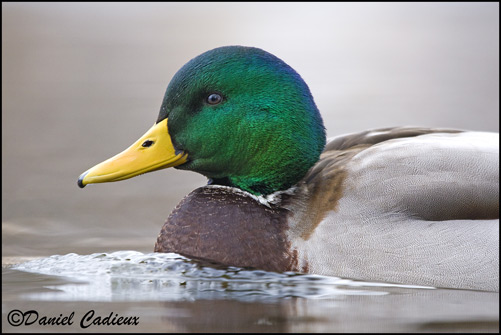  - DC_Mallard_2947_01