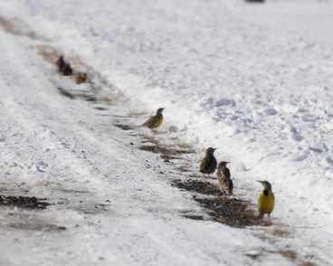 Eastern Meadowlark