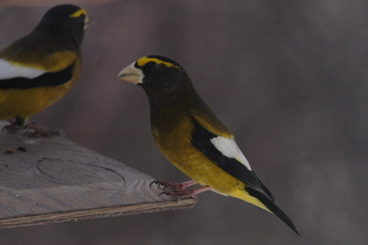 Evening Grosbeak