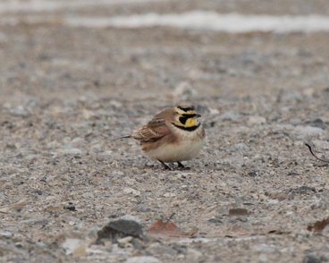 Horned Lark