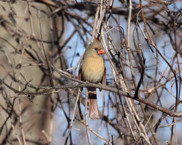 Northern Cardinal