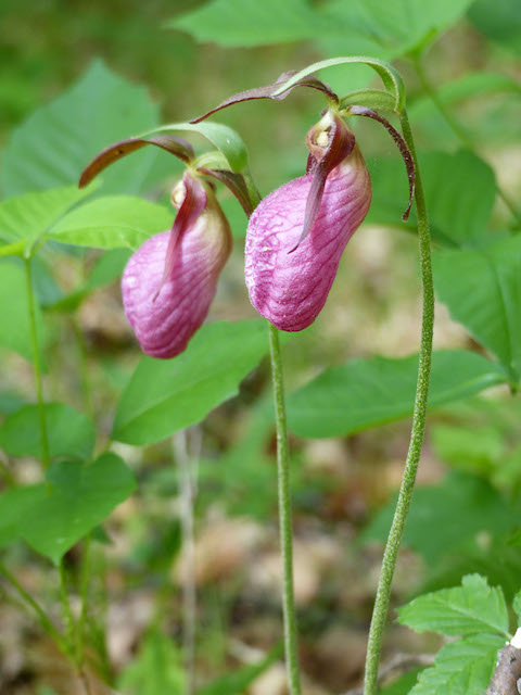 Moccasin Flower