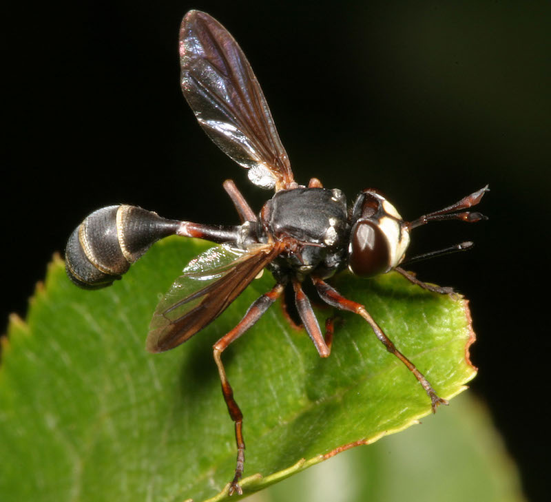 Physocephala marginata