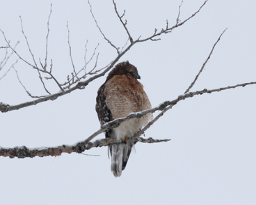 Red-shouldered Hawk