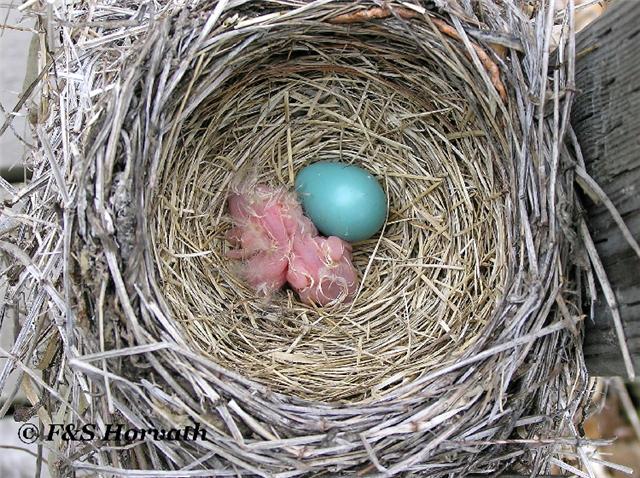  - SFH_American_Robin_nest_egg_and_chick