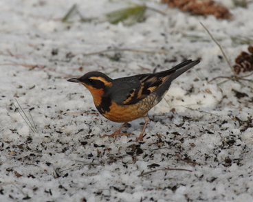 Varied Thrush