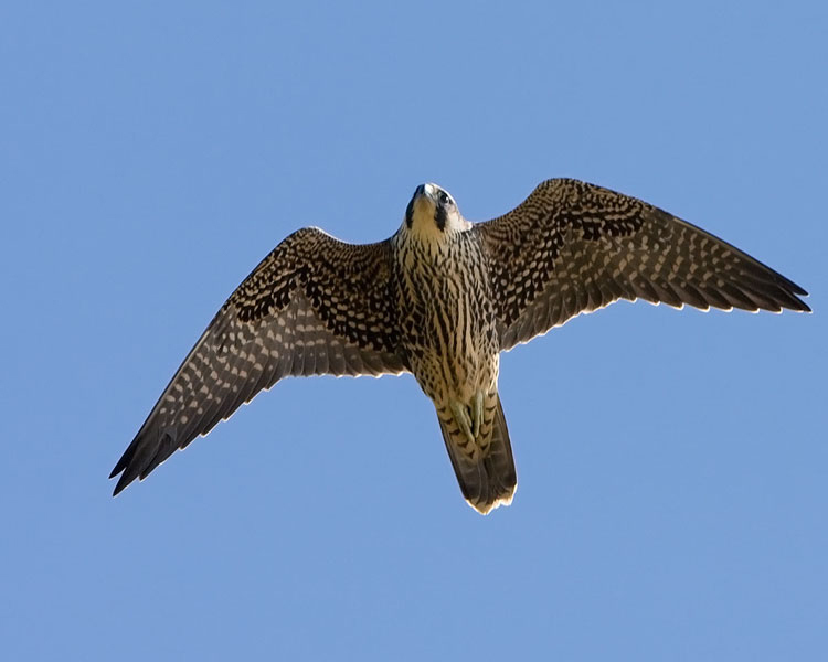 Ontario Rare Breeding Bird Program