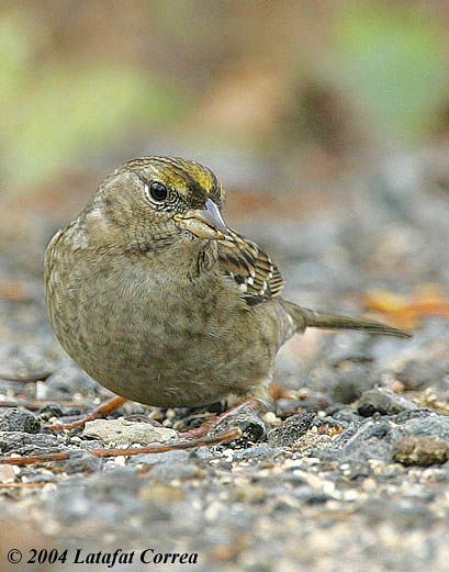 Field Notes From My First Rare-Bird Sighting