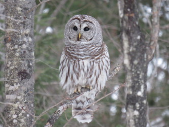 Barred Owl