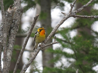 Blackburnian Warbler