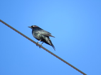 Brewer's Blackbird