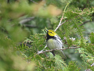 Black-throated Green Warbler