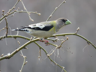 Evening Grosbeak