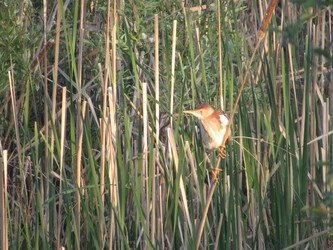 Least Bittern