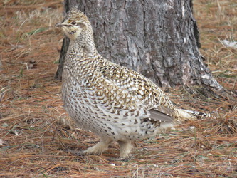 Sharp-tailed Grouse