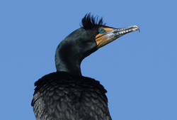 Double-crested Cormorant