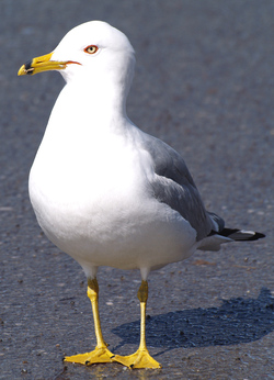 Ring-billed Gull