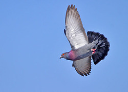 Rock Pigeon