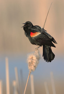 Red-winged Blackbird